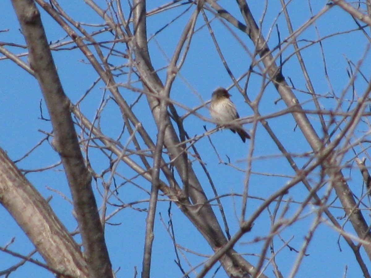 Pine Siskin - ML632469115