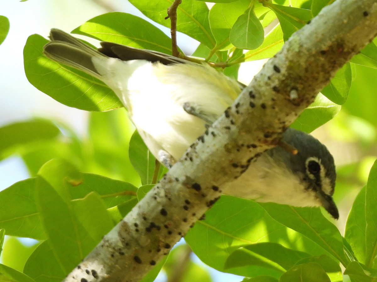 Graukopfvireo - ML632469131