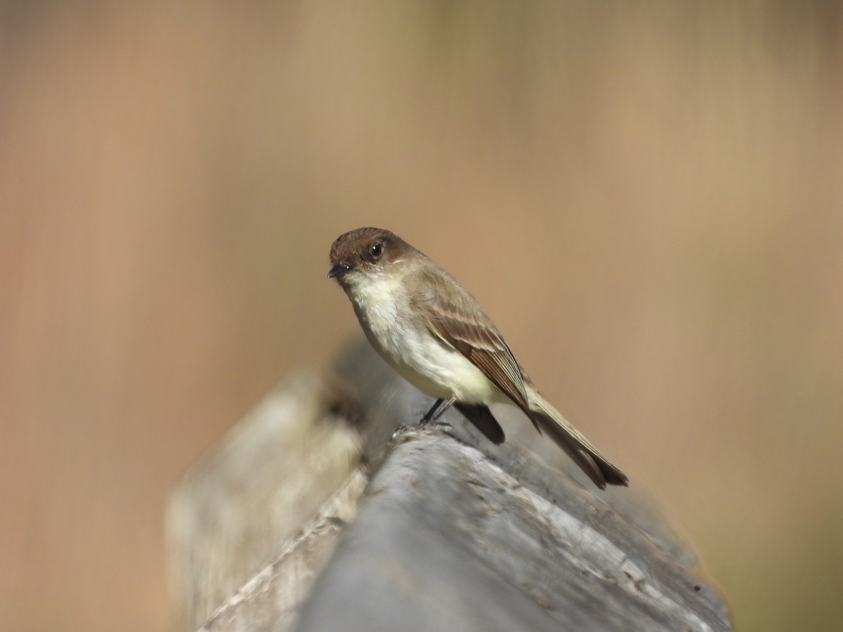 Eastern Phoebe - ML632469157