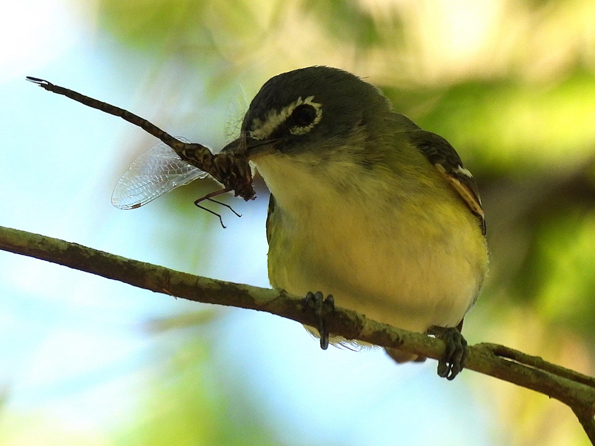 Graukopfvireo - ML632469161