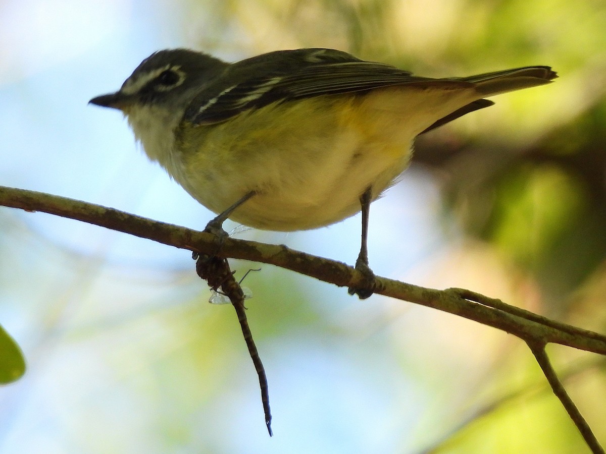 Graukopfvireo - ML632469171