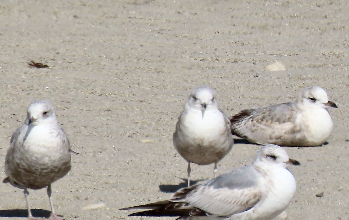 Short-billed Gull - ML632469177