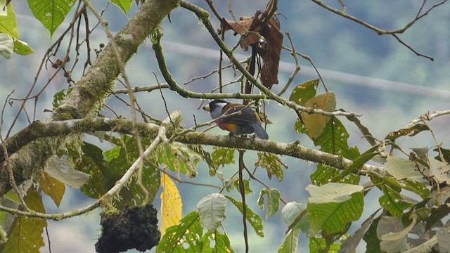 Toucan Barbet - ML632469187