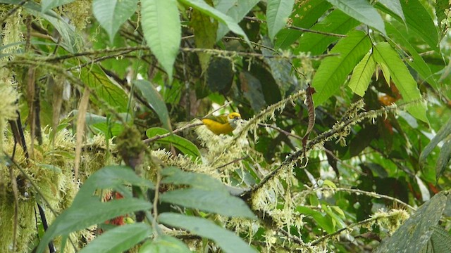 Silver-throated Tanager - ML632469217
