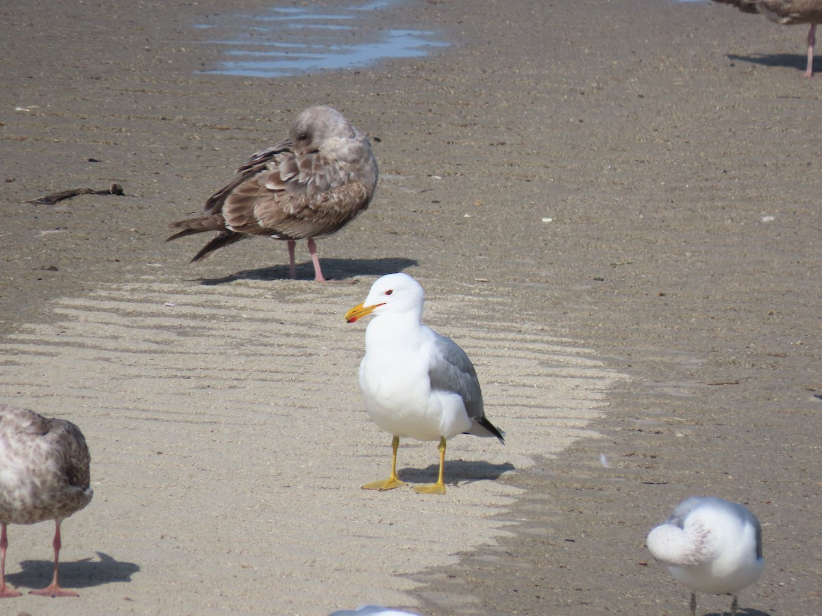 California Gull - ML632469245