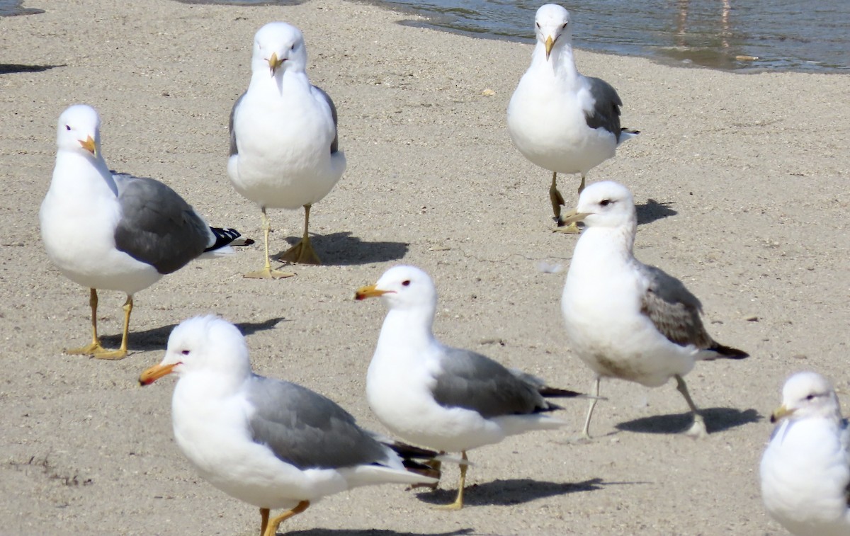 California Gull - ML632469251