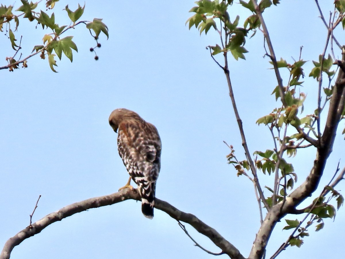 Red-shouldered Hawk - ML632469283
