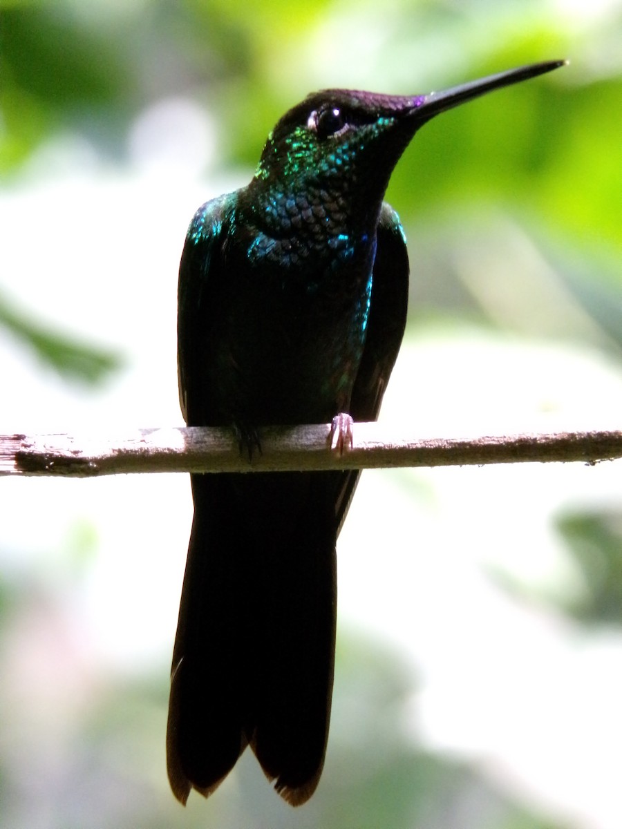 Violet-chested Hummingbird - ML632469293