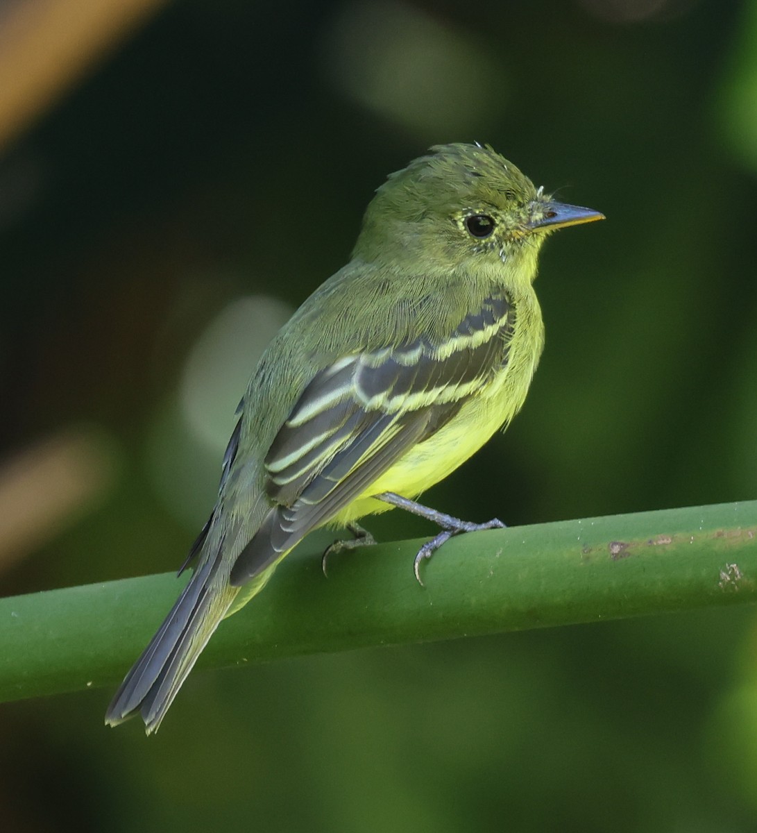 Mosquero Ventriamarillo - ML632469424