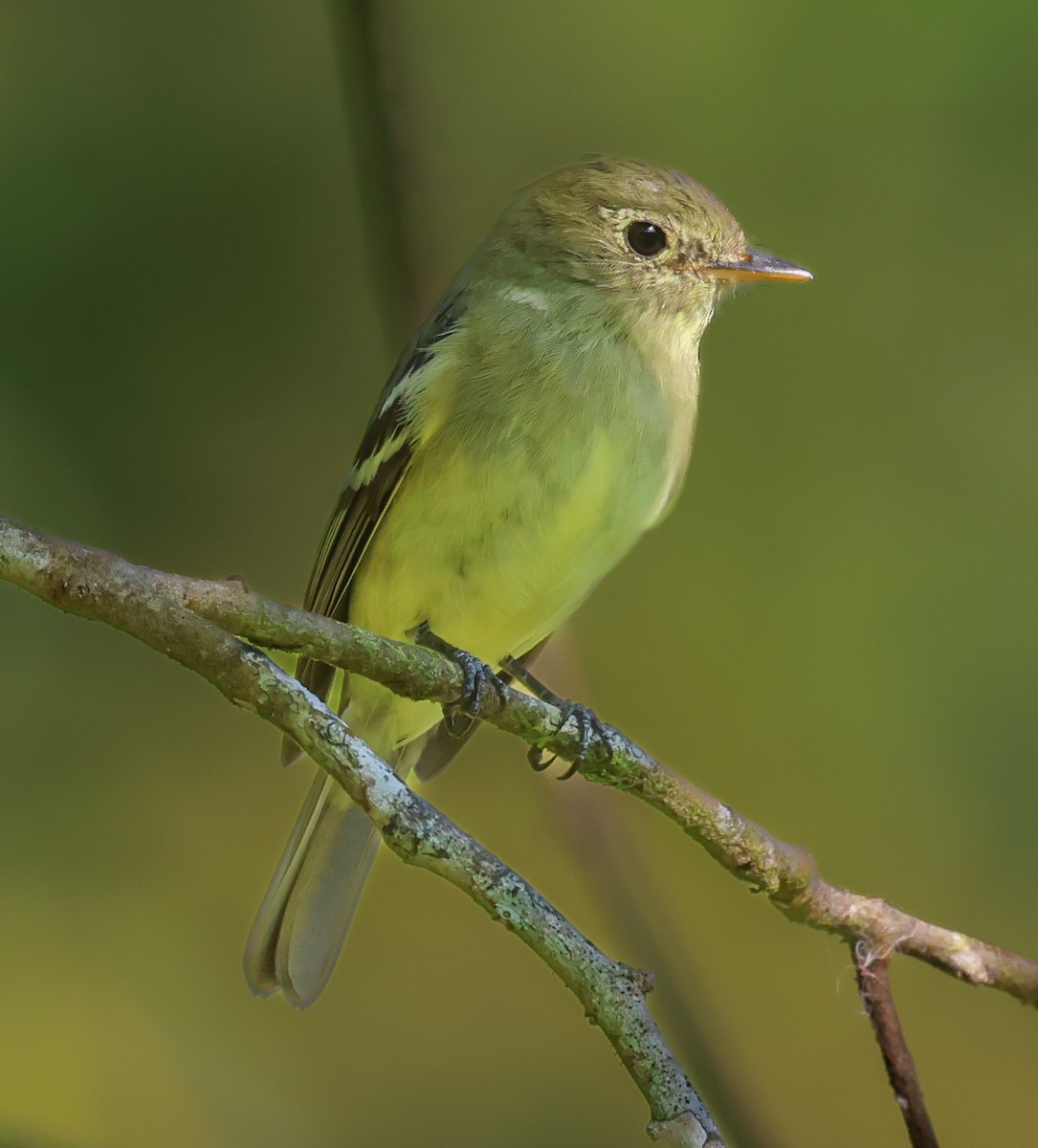Mosquero Ventriamarillo - ML632469425
