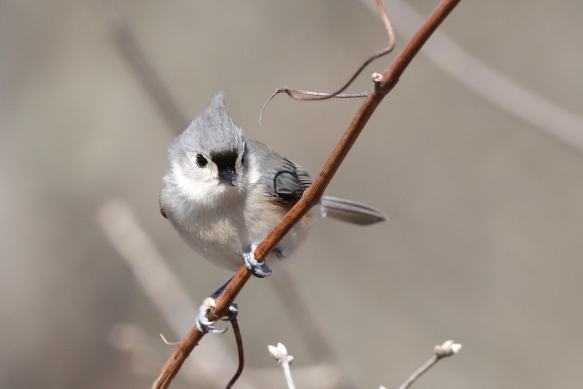 Tufted Titmouse - ML632469428