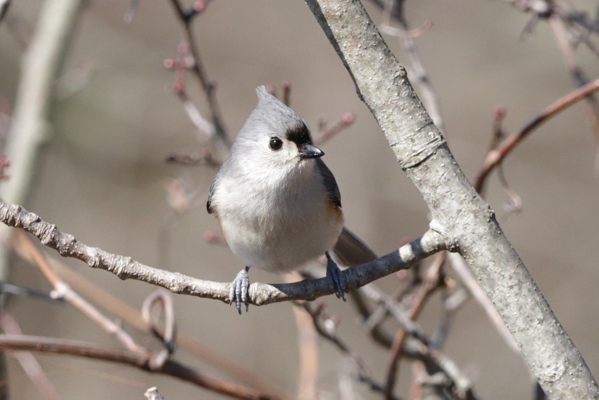 Tufted Titmouse - ML632469429