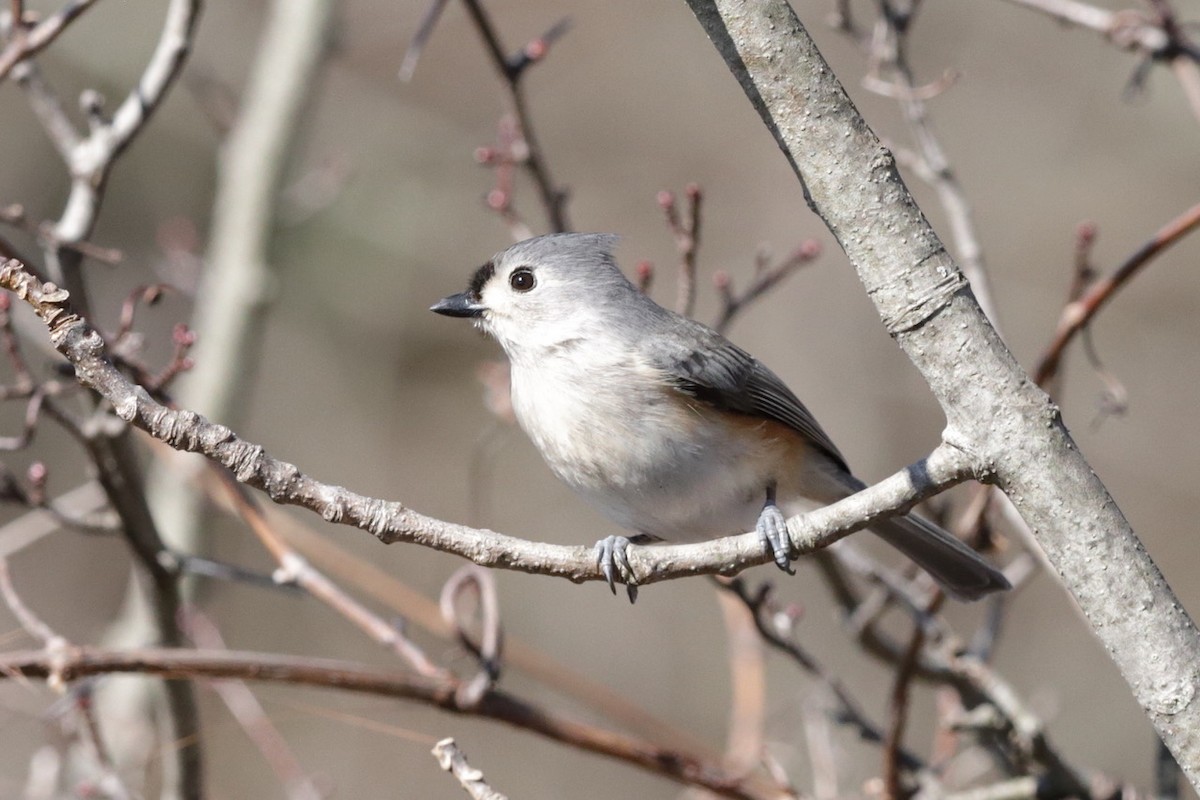 Tufted Titmouse - ML632469430