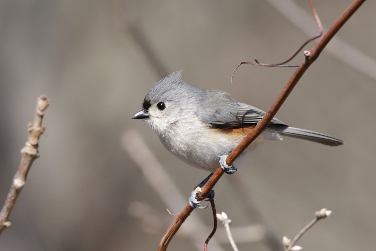 Tufted Titmouse - ML632469432