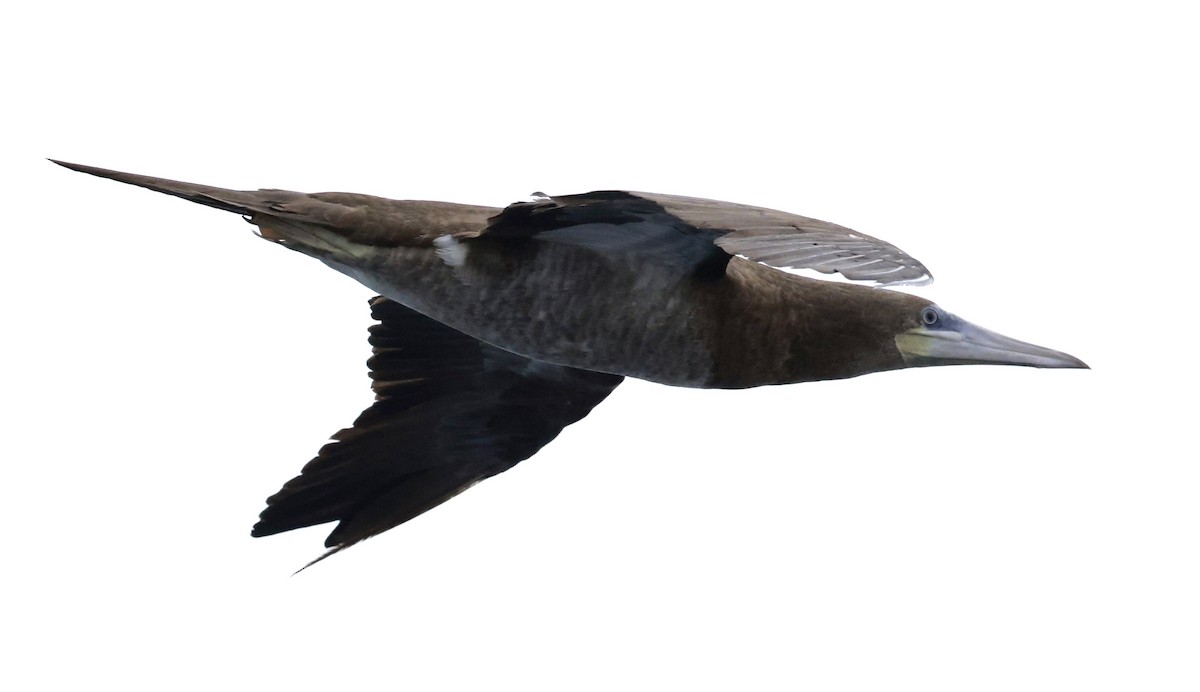 Cocos Booby (Colombian) - ML632469487