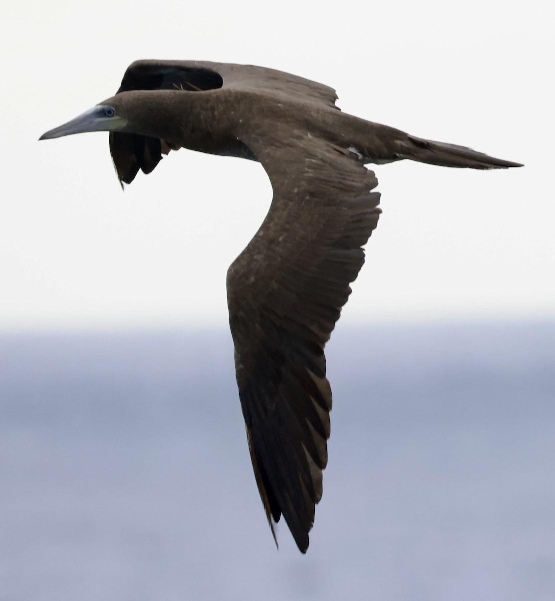 Cocos Booby (Colombian) - ML632469488