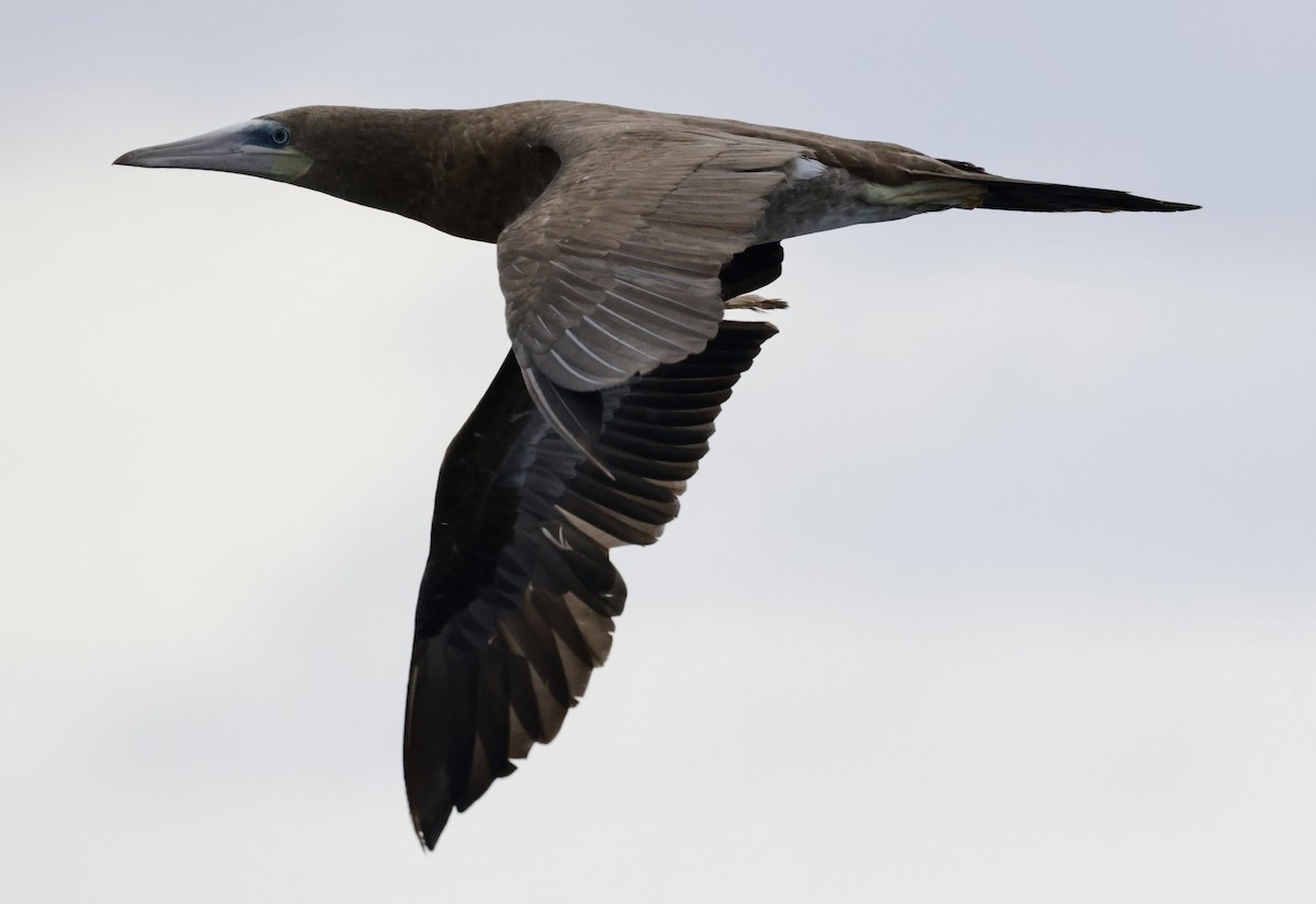 Cocos Booby (Colombian) - ML632469490