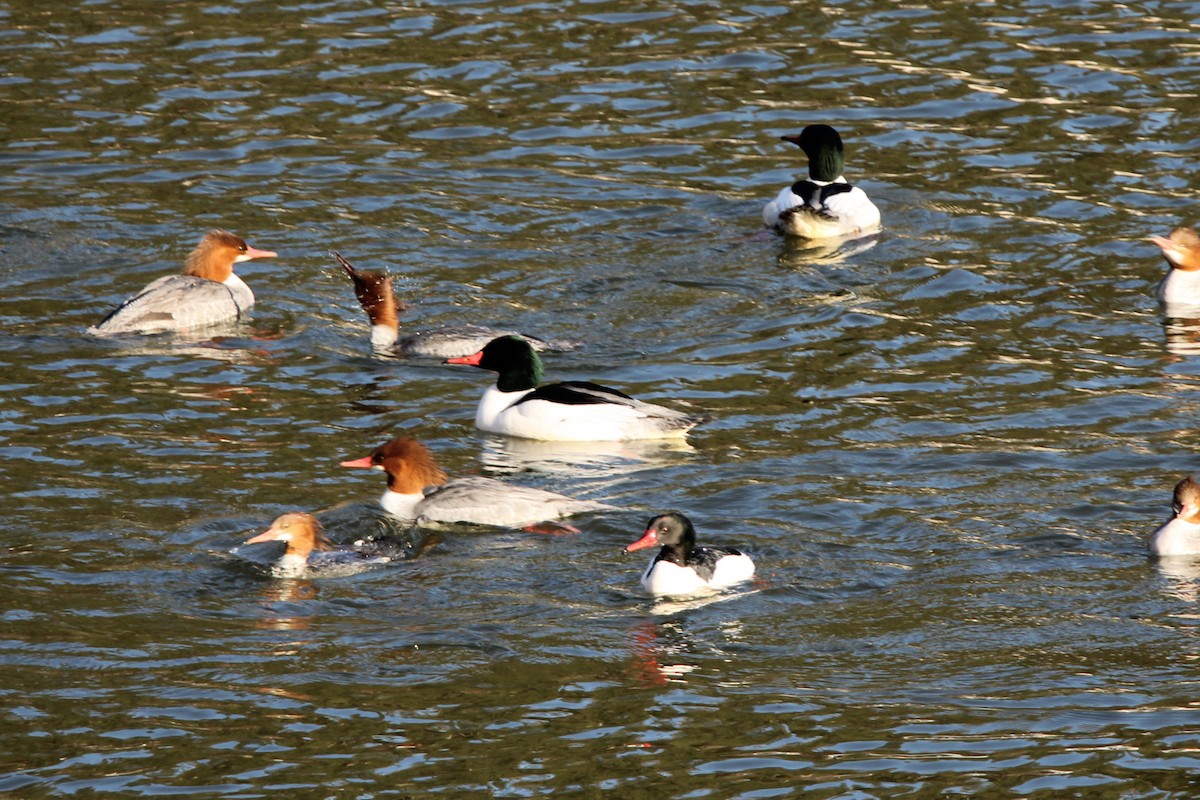 Gänsesäger - ML632469597