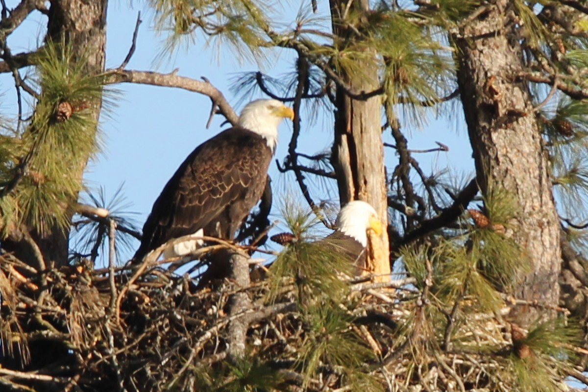 Weißkopf-Seeadler - ML632469599