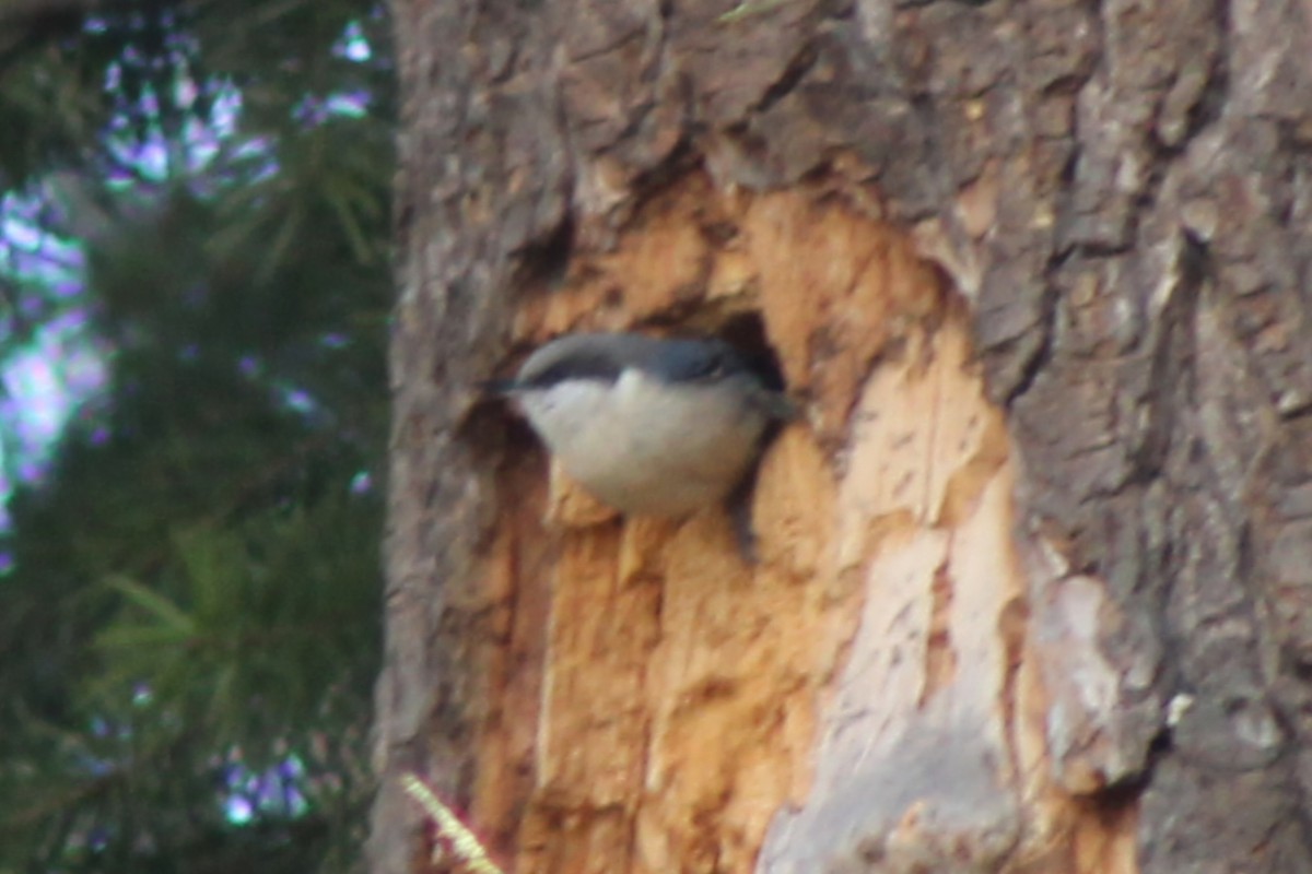 Pygmy Nuthatch - ML632469643