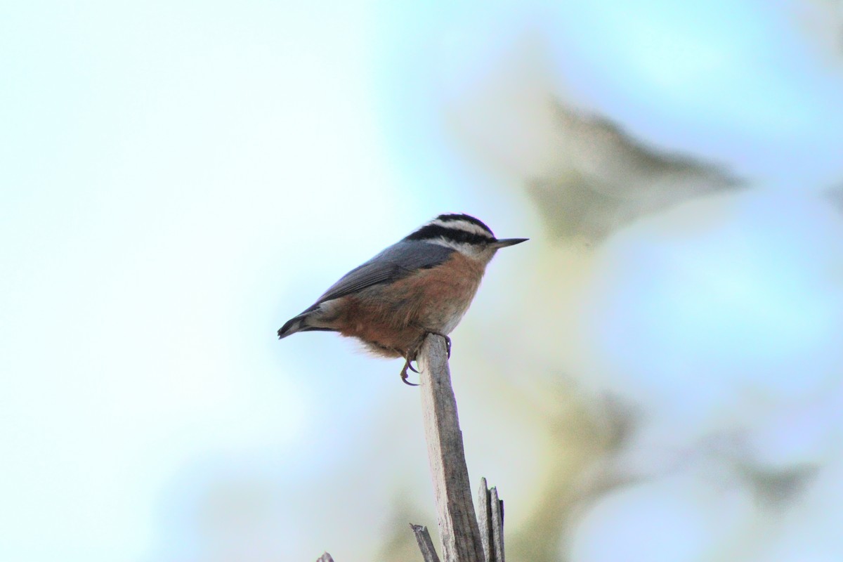 Red-breasted Nuthatch - ML632469649