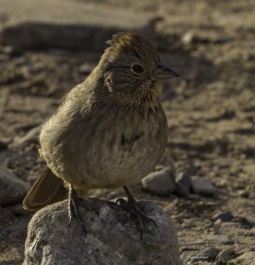 Canyon Towhee - ML632469699