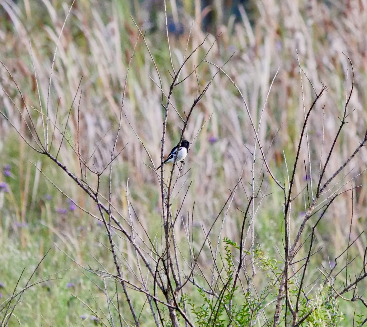 Hooded Robin - ML632469901