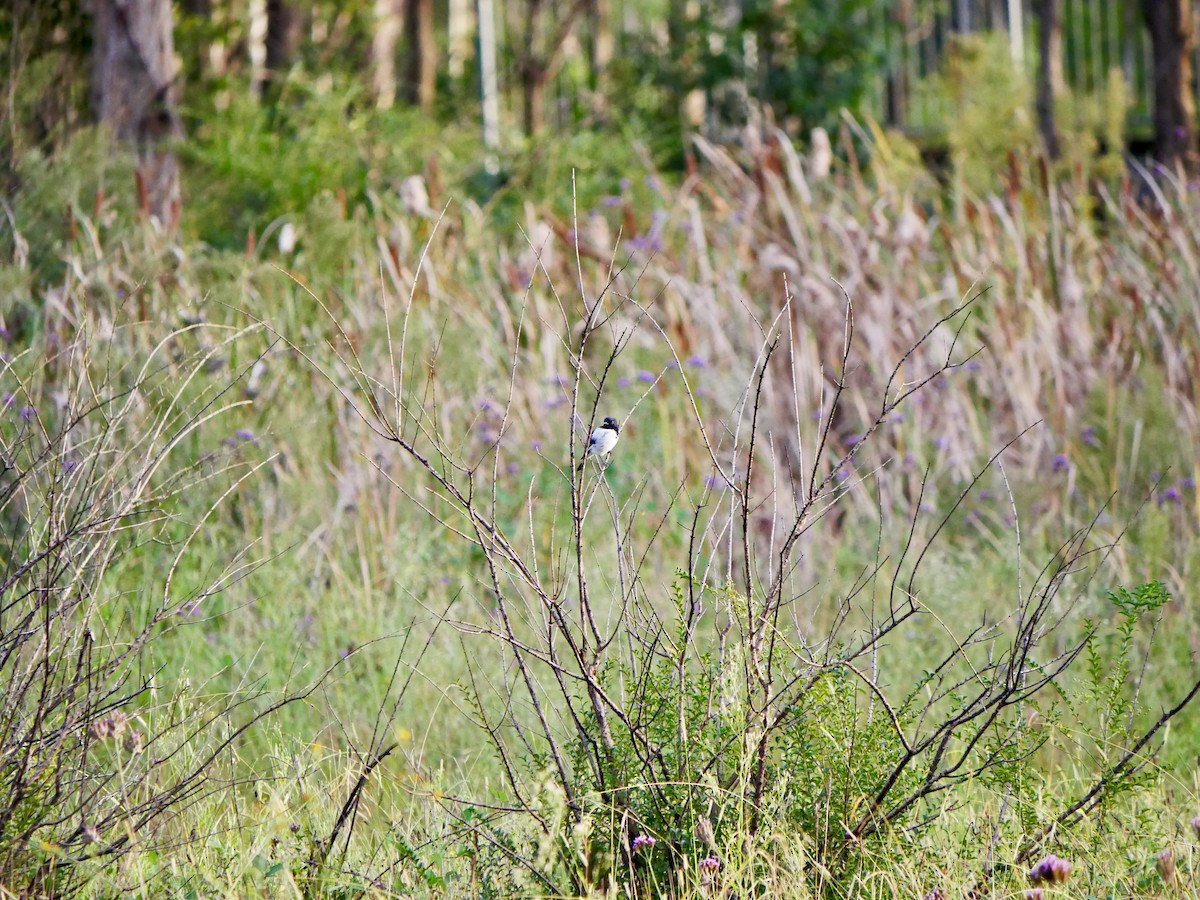 Hooded Robin - ML632469902