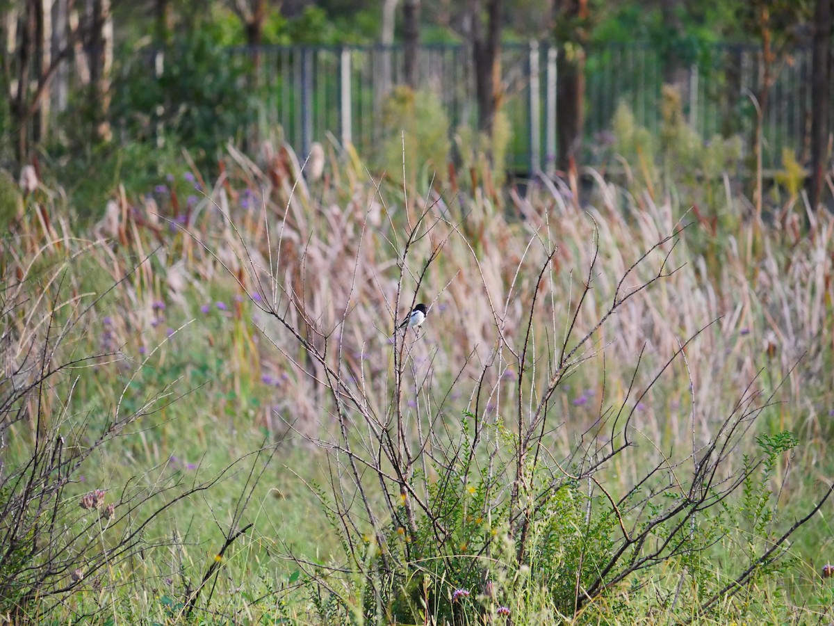 Hooded Robin - ML632469903