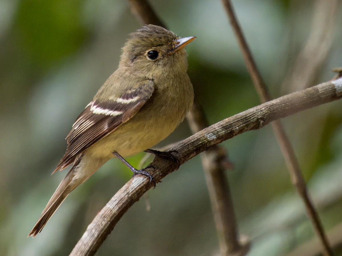 Mosquero Ventriamarillo - ML632469911