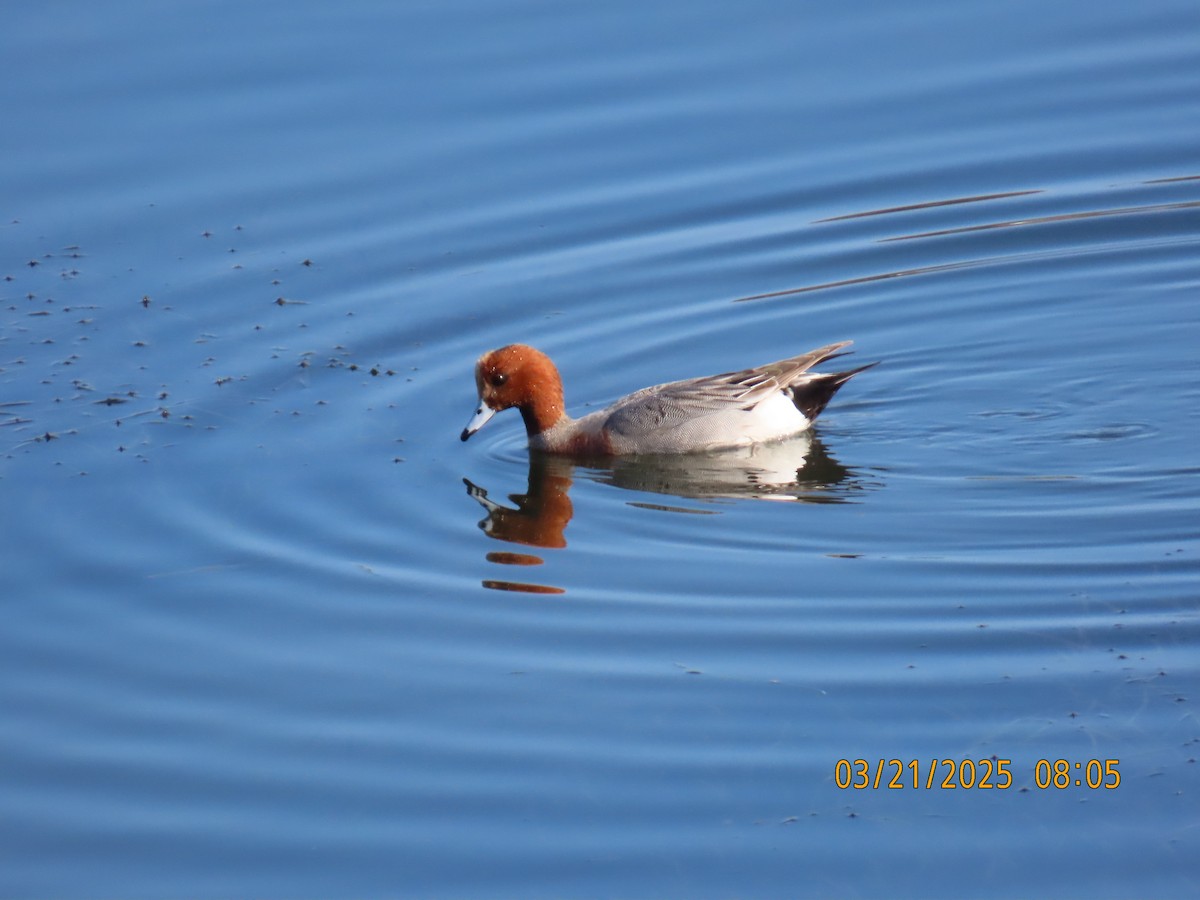 Canard siffleur - ML632470047