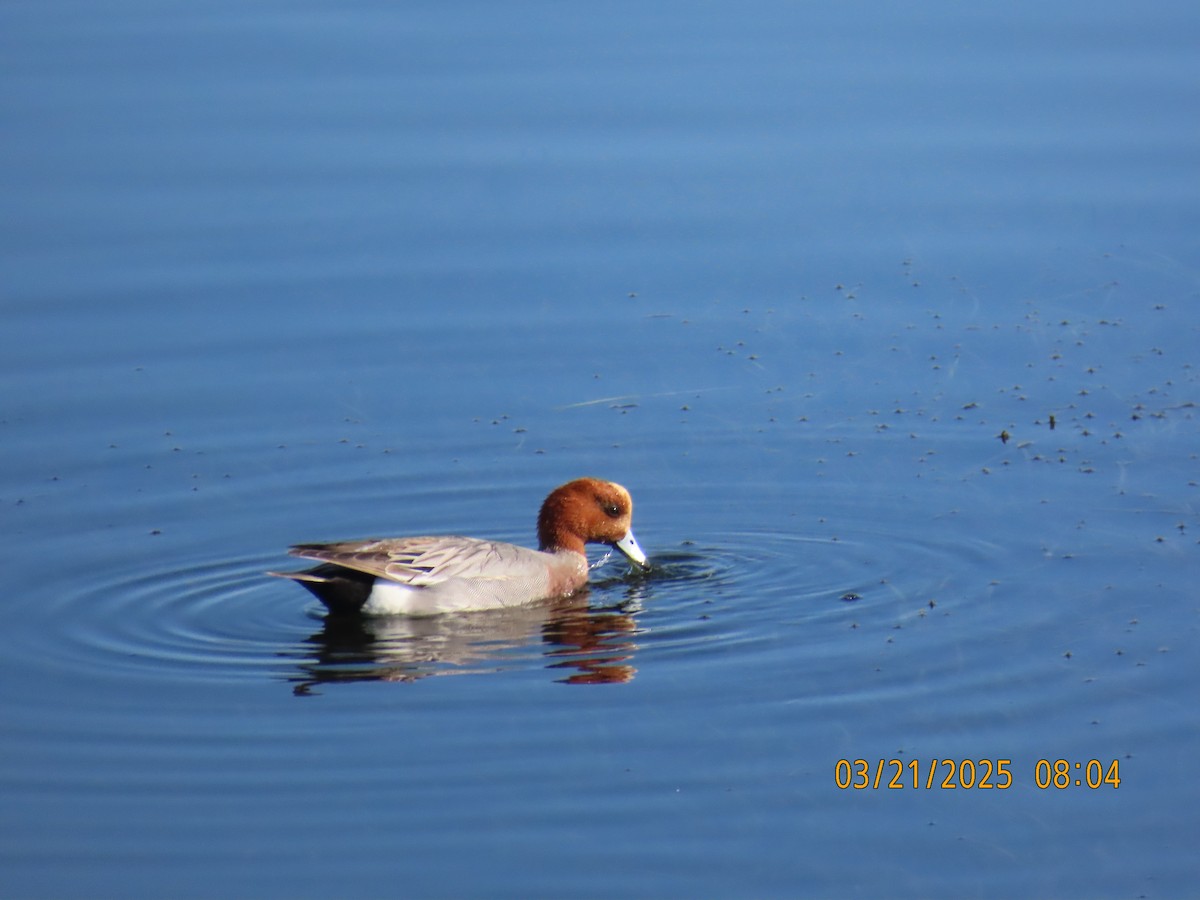 Canard siffleur - ML632470049