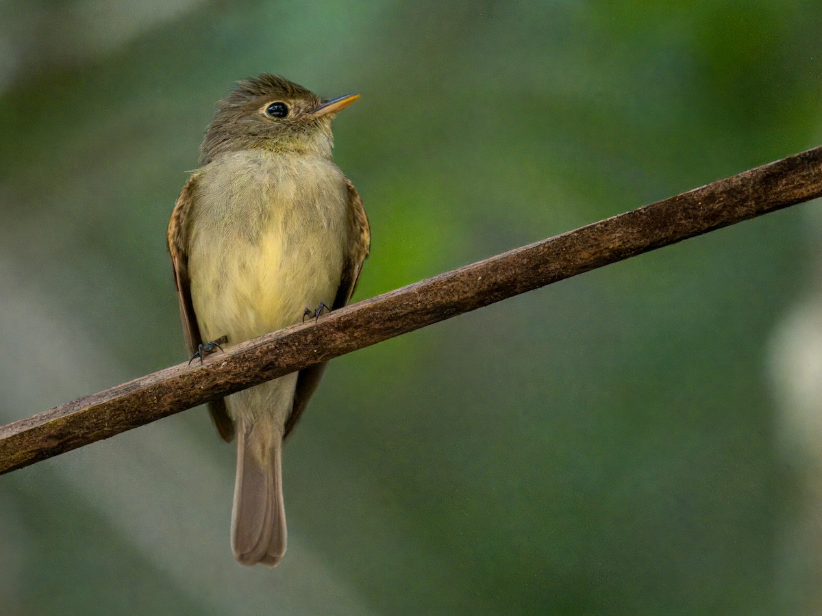 Mosquero Ventriamarillo - ML632470099