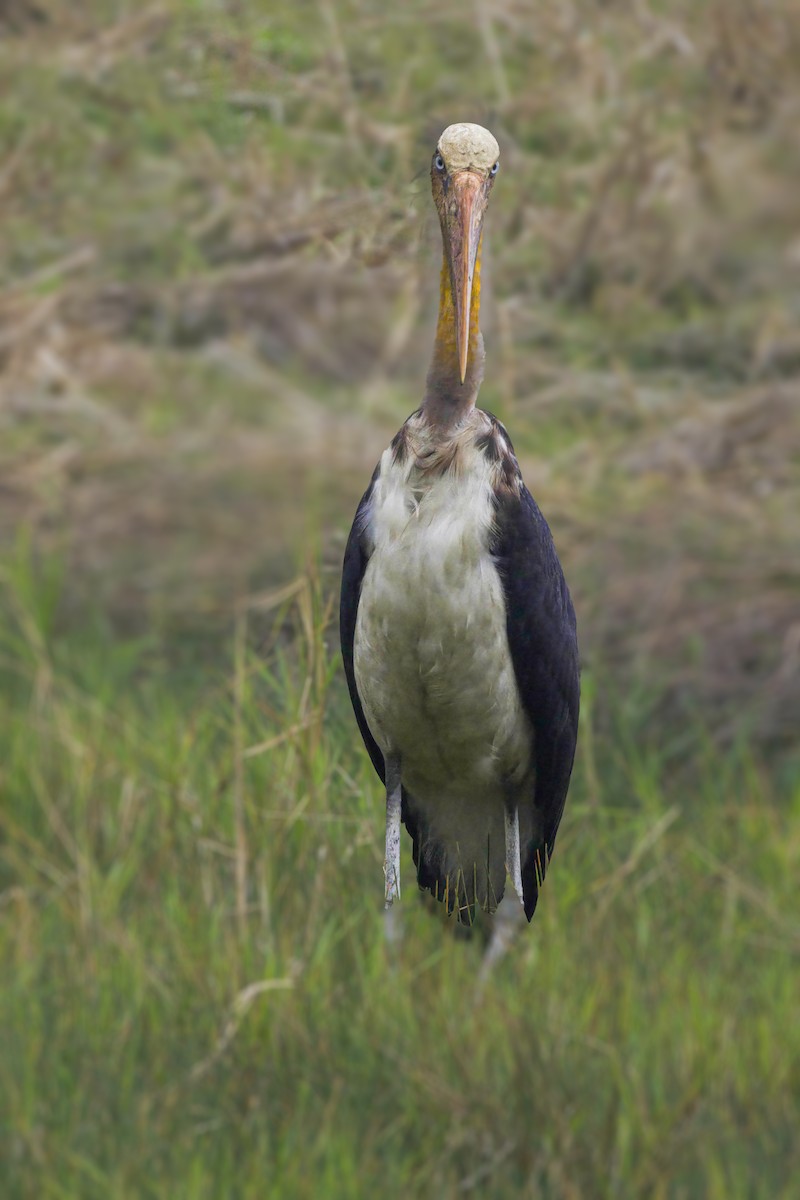 Марабу яванський - ML632470129