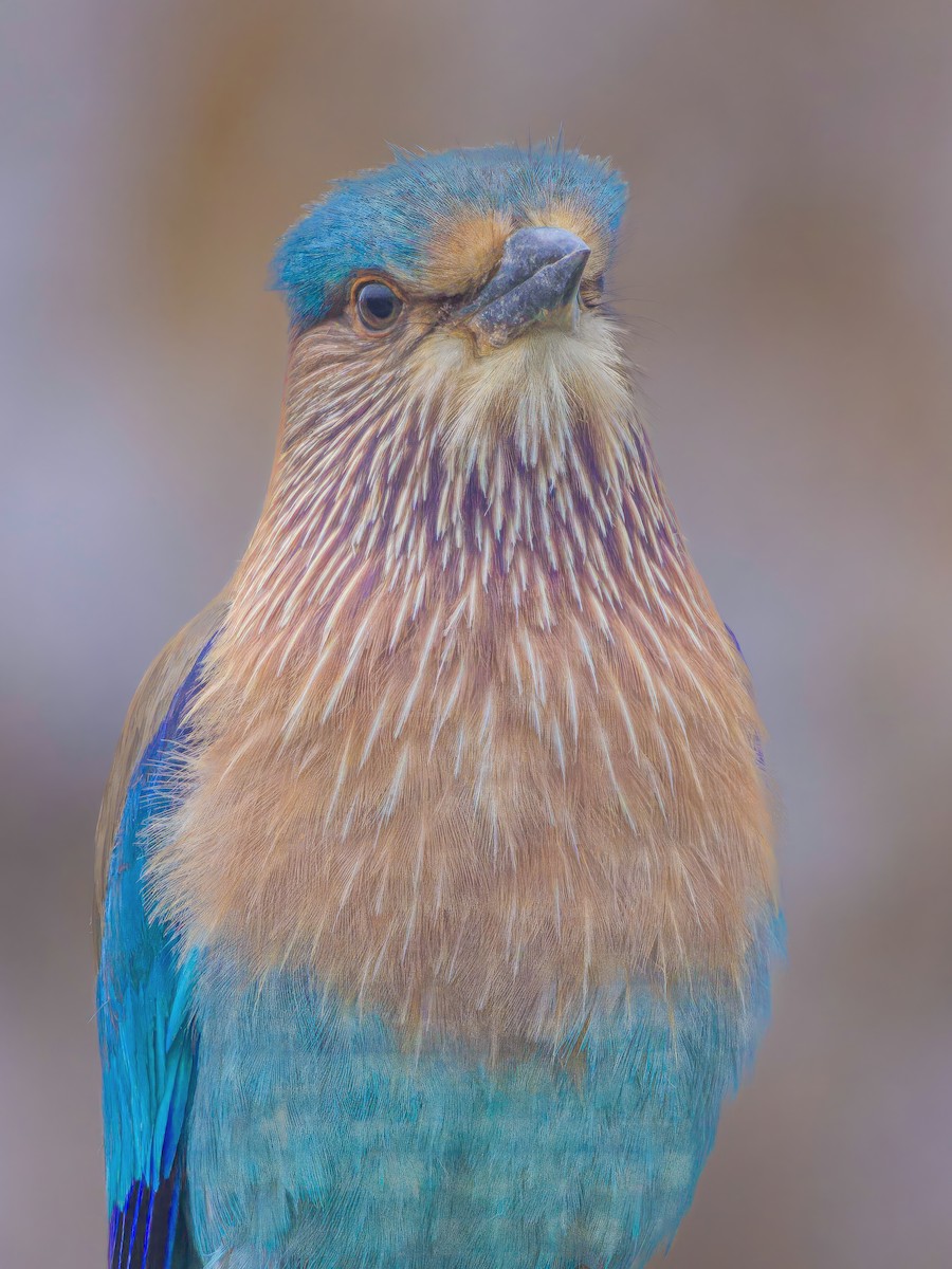 Сиворакша бенгальська - ML632470205