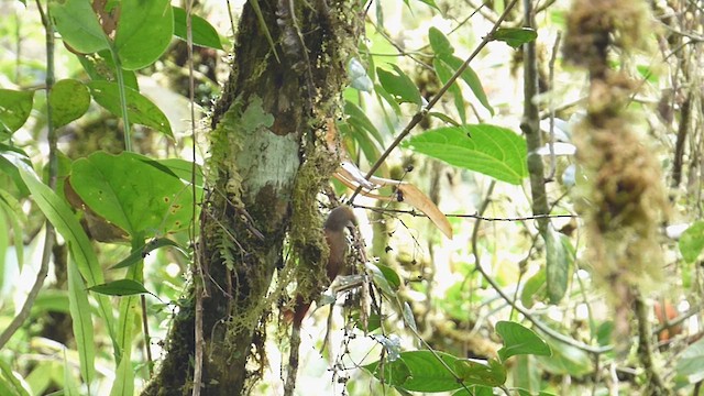 Red-faced Spinetail - ML632470214