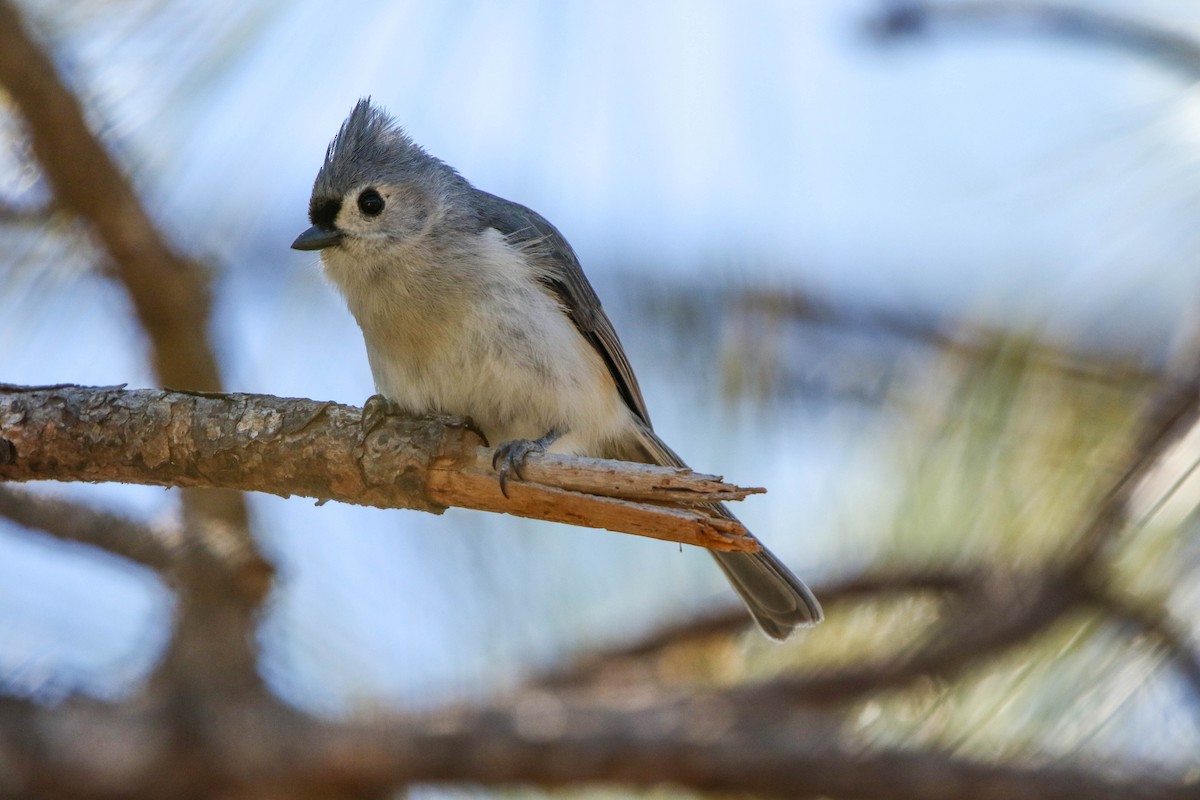 Tufted Titmouse - ML632470218