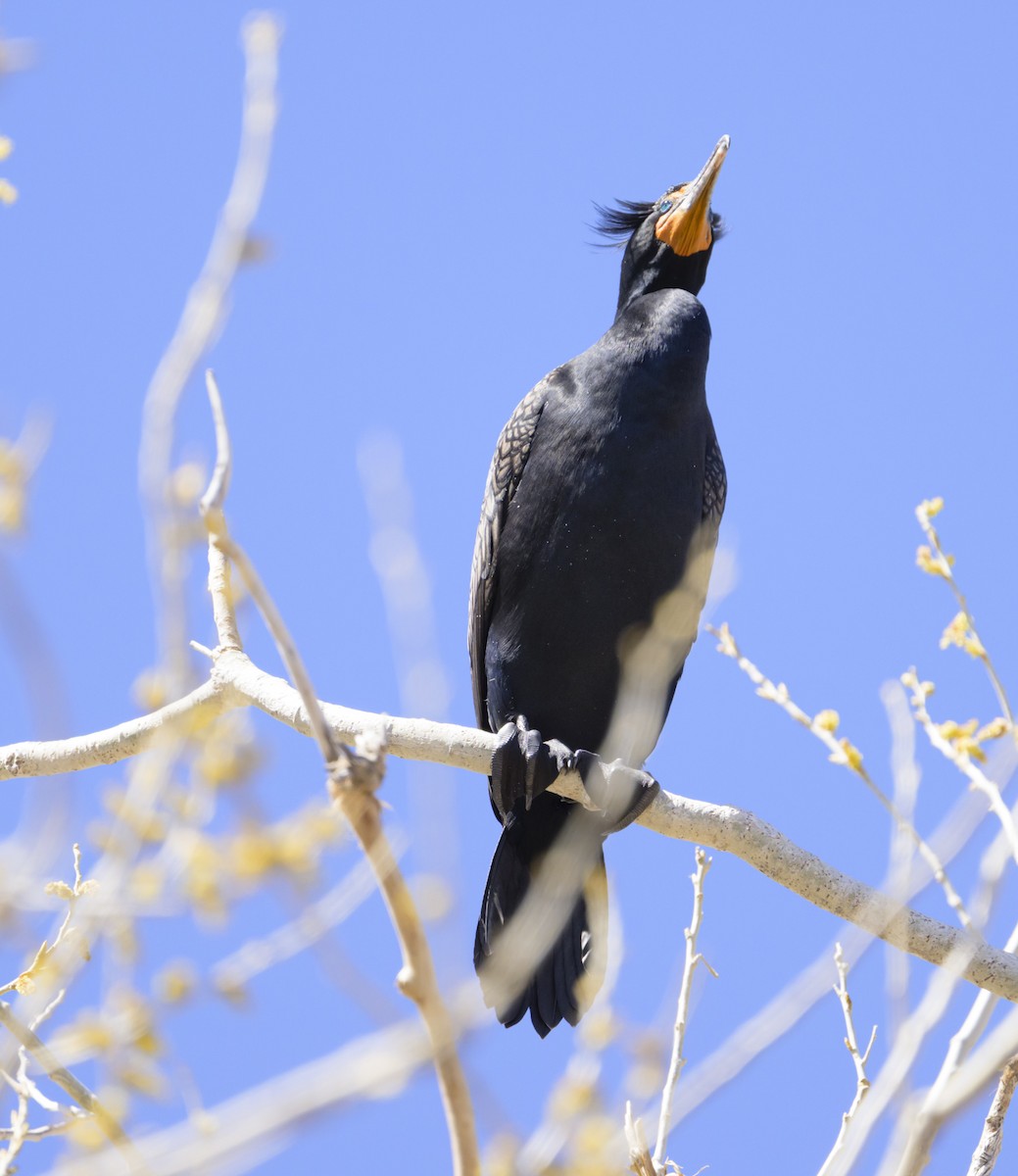Double-crested Cormorant - ML632470227