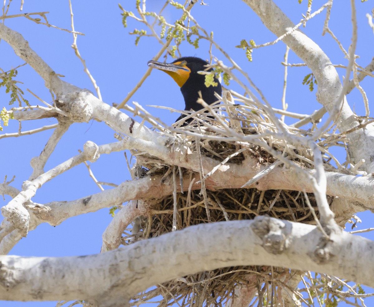 Double-crested Cormorant - ML632470228