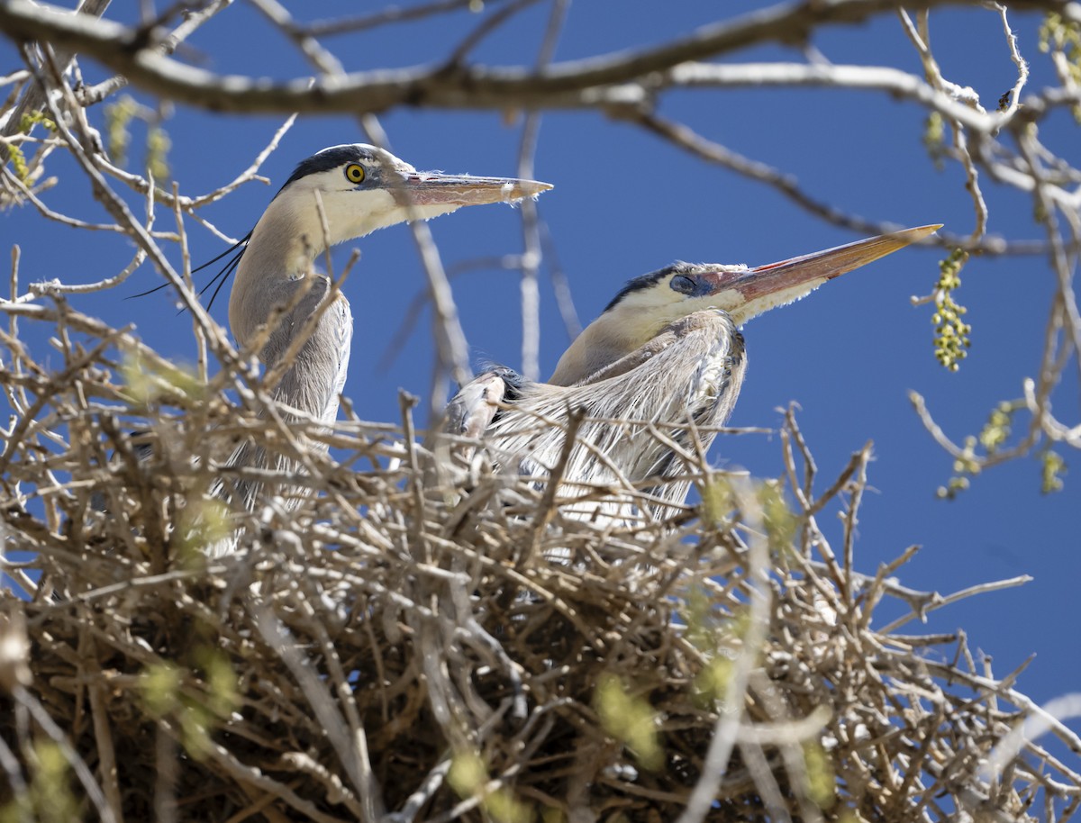 Great Blue Heron - ML632470237