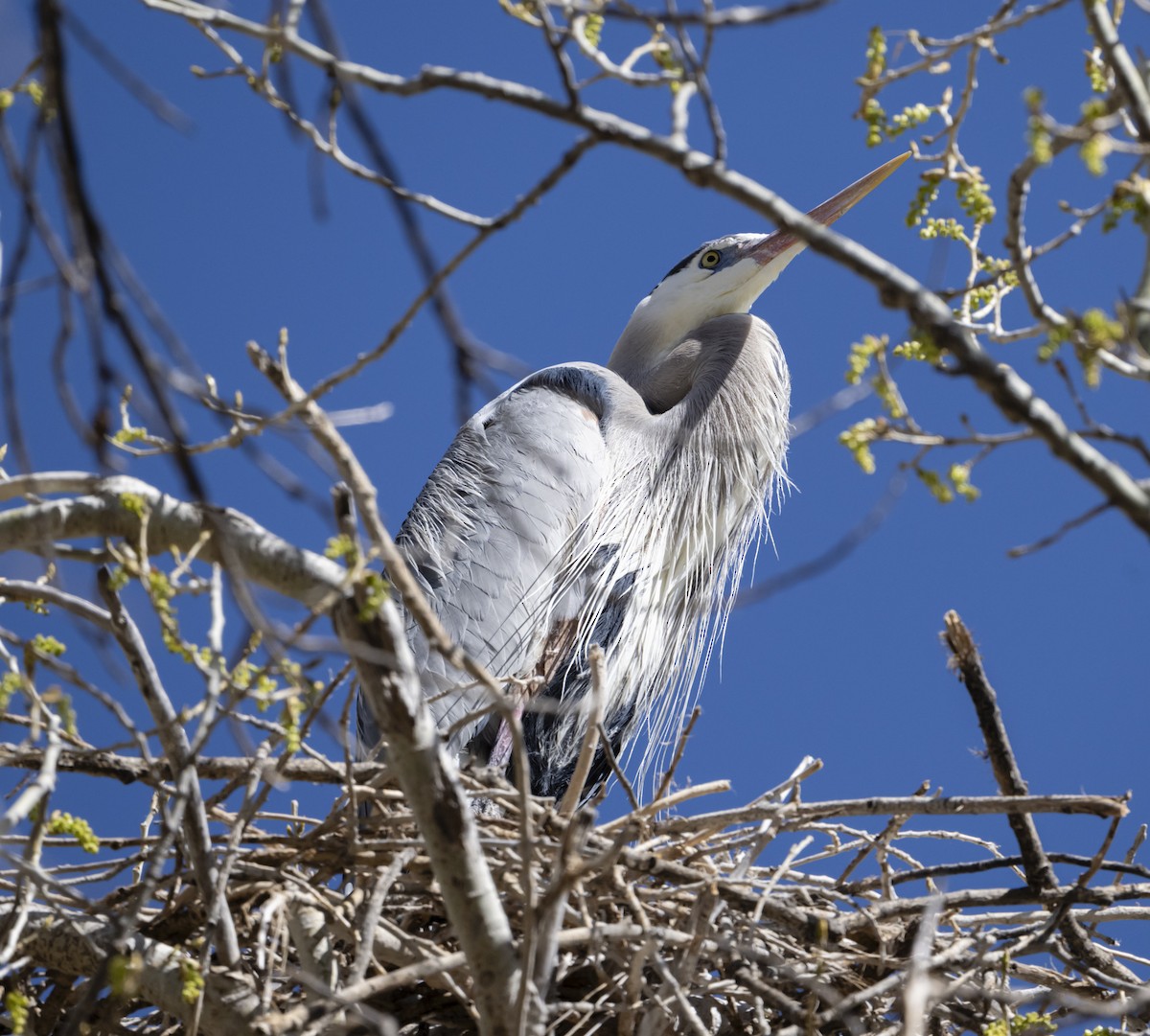 Great Blue Heron - ML632470238