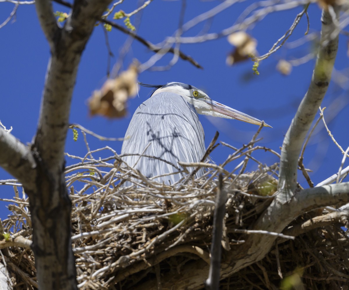 Great Blue Heron - ML632470239