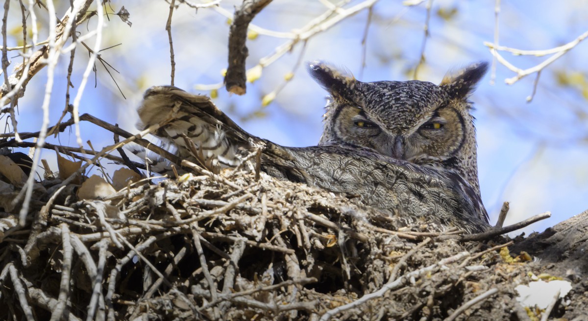 Great Horned Owl - ML632470250