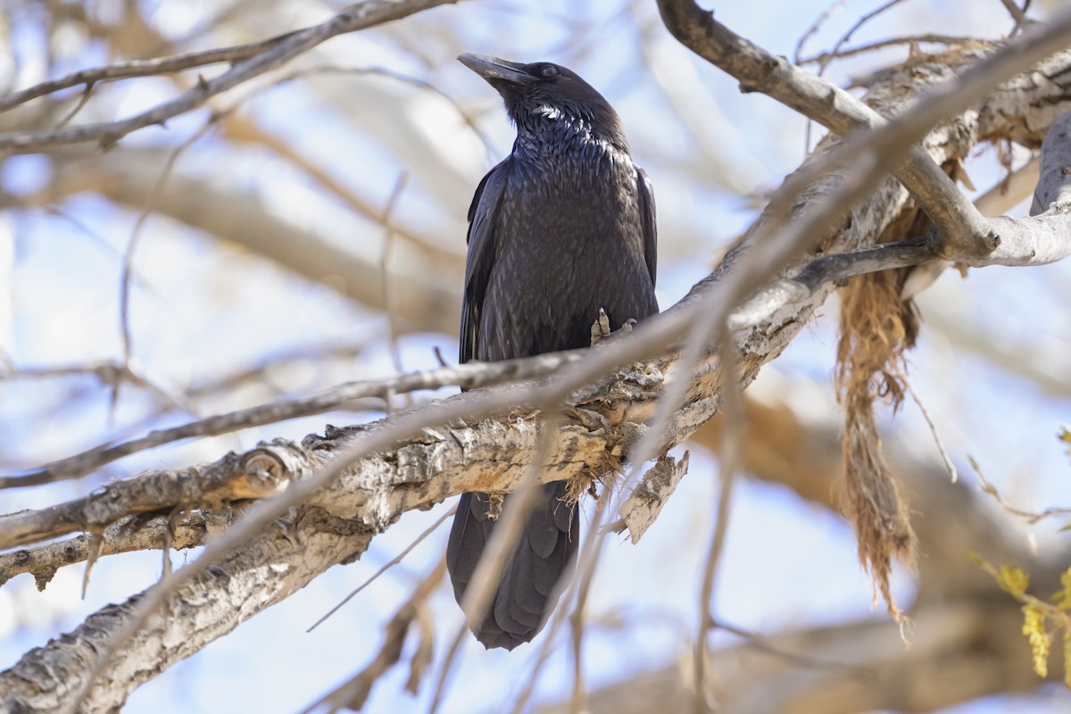 Common Raven - ML632470254