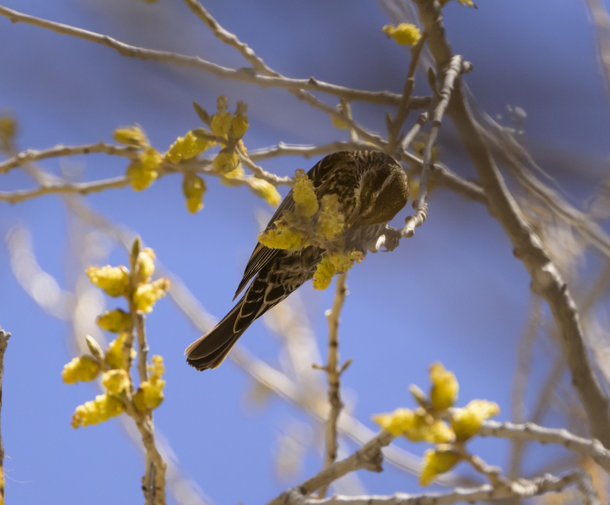 European Starling - ML632470263
