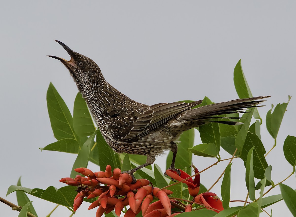 Little Wattlebird - ML632470264