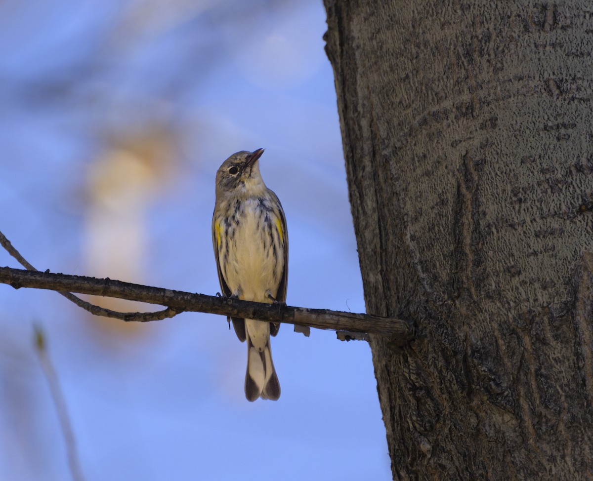 Yellow-rumped Warbler - ML632470272