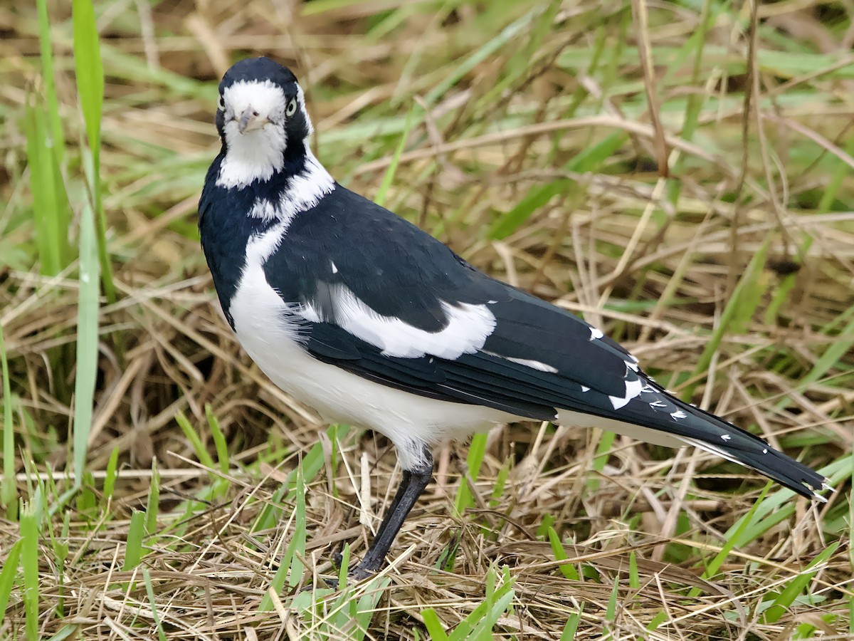 Magpie-lark - ML632470294