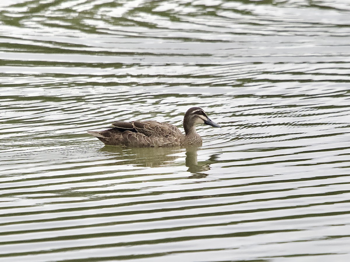 Pacific Black Duck - ML632470412