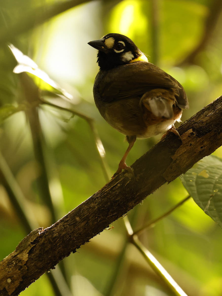 White-eared Ground-Sparrow - ML632470610